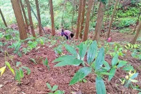 黄精叶子发黄的原因，可能是得了叶斑病所致