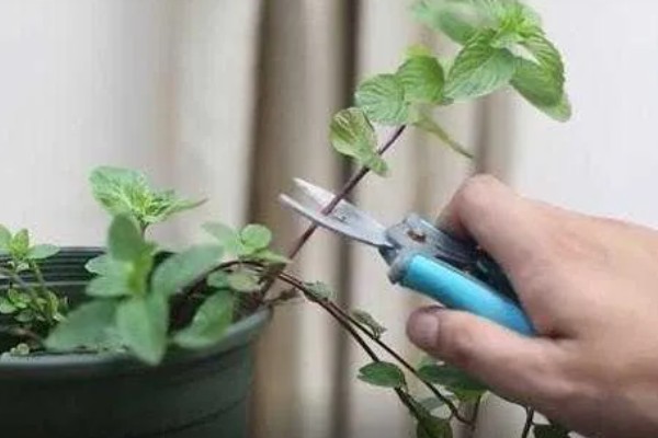 薄荷为什么要拍一下，是为了让香味散发出来