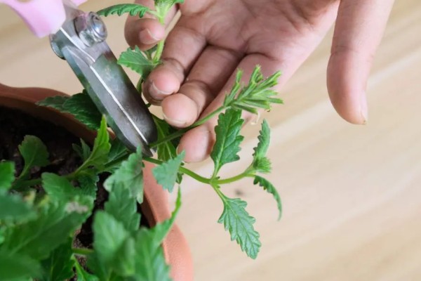 薄荷为什么要拍一下，是为了让香味散发出来