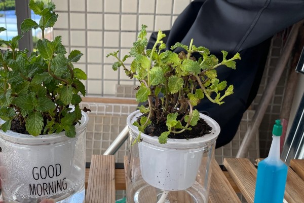 薄荷为什么要拍一下，是为了让香味散发出来