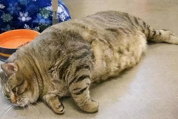 猫咪肥胖有什么后果，容易患上各种疾病