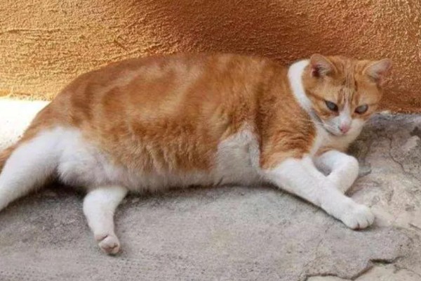 猫咪肥胖有什么后果，容易患上各种疾病
