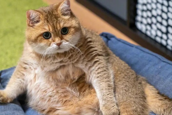 猫咪肥胖有什么后果，容易患上各种疾病
