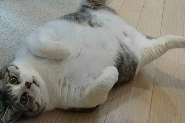 猫咪肥胖有什么后果，容易患上各种疾病