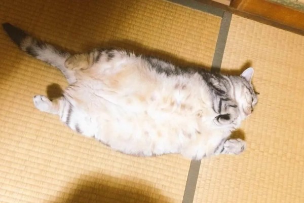 猫咪肥胖有什么后果，容易患上各种疾病