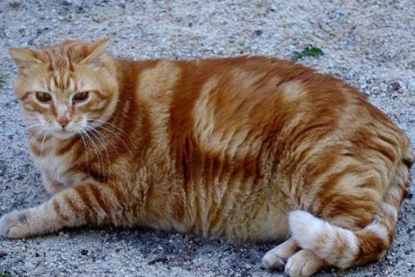 猫咪肥胖有什么后果，容易患上各种疾病
