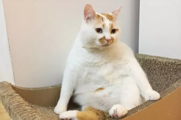 猫咪肥胖有什么后果，容易患上各种疾病