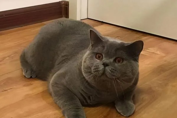 猫咪肥胖有什么后果，容易患上各种疾病