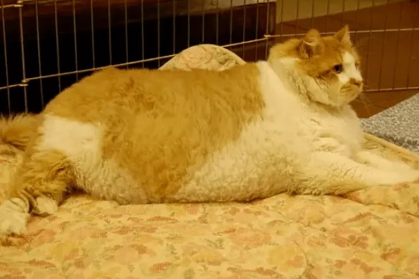 猫咪肥胖有什么后果，容易患上各种疾病