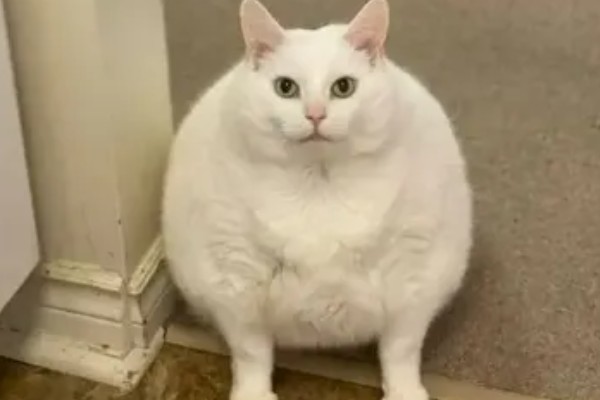 猫咪肥胖有什么后果，容易患上各种疾病