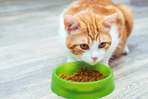 猫咪肥胖有什么后果，容易患上各种疾病