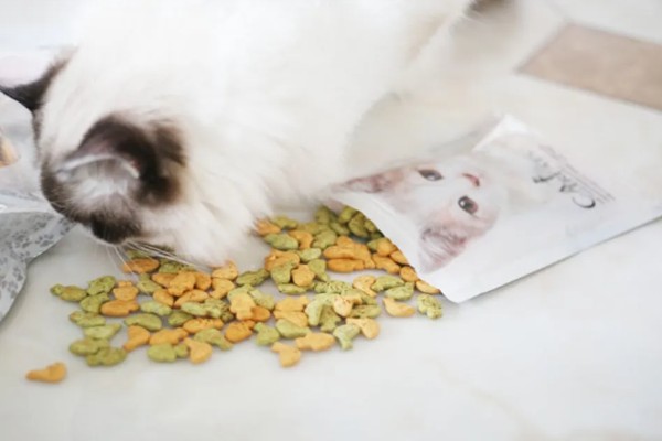 猫咪肥胖有什么后果，容易患上各种疾病