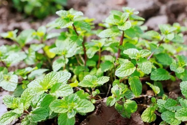 薄荷为什么要拍一下，是为了让香味散发出来