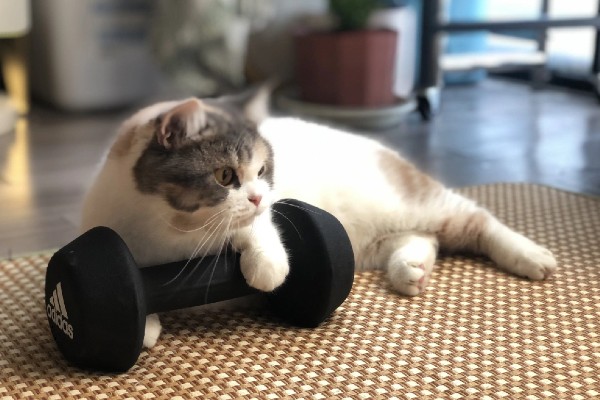 猫咪肥胖有什么后果，容易患上各种疾病