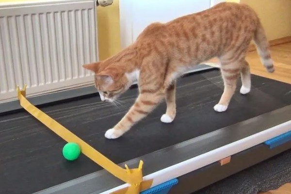 猫咪肥胖有什么后果，容易患上各种疾病