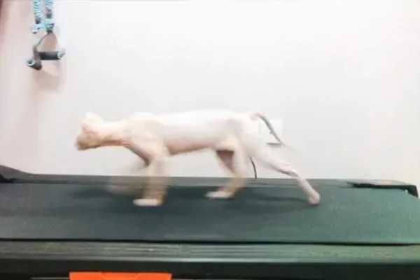 猫咪肥胖有什么后果，容易患上各种疾病