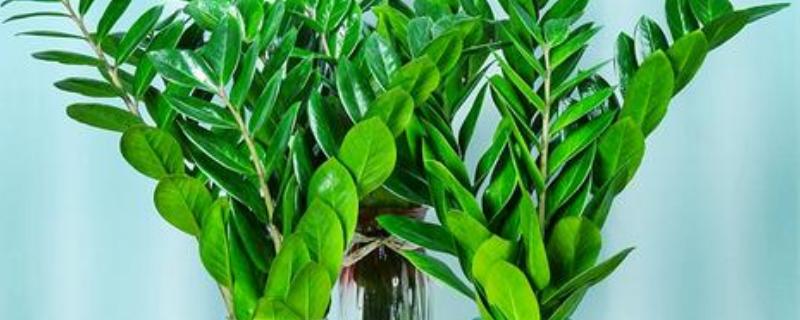 金钱树能不能水培,每隔1周换一次水