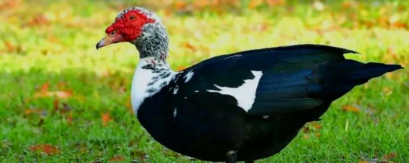 番鸭的简介，具有红嘴雁等叫法