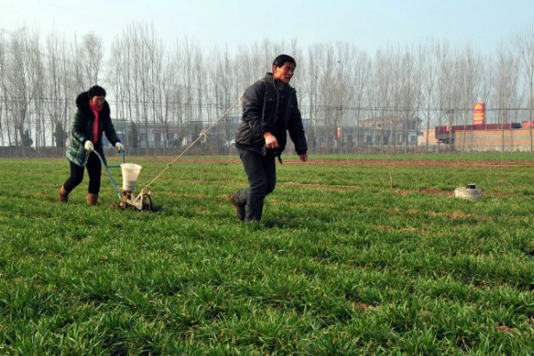 小麦施什么肥，对氮、磷、钾需求量大