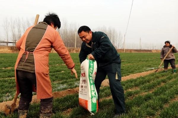小麦施什么肥，对氮、磷、钾需求量大