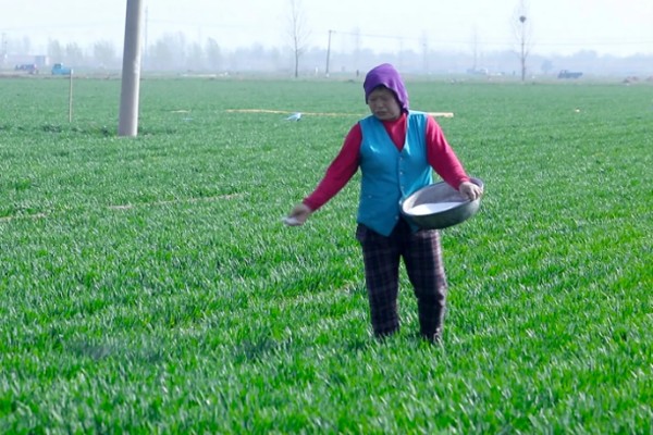 小麦施什么肥，对氮、磷、钾需求量大