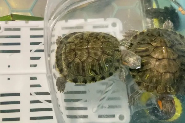 巴西龟肠炎的症状,前期会表现为食欲不振