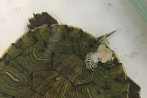巴西龟肠炎的症状,前期会表现为食欲不振