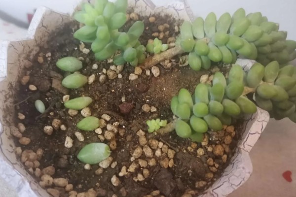 玉缀多肉叶子为什么一碰就掉，可能是栽种土壤板结所致