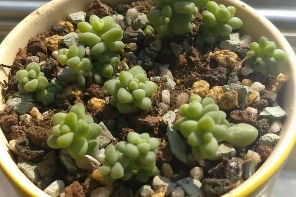玉缀多肉叶子为什么一碰就掉，可能是栽种土壤板结所致
