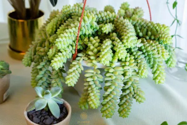 玉缀多肉叶子为什么一碰就掉，可能是栽种土壤板结所致