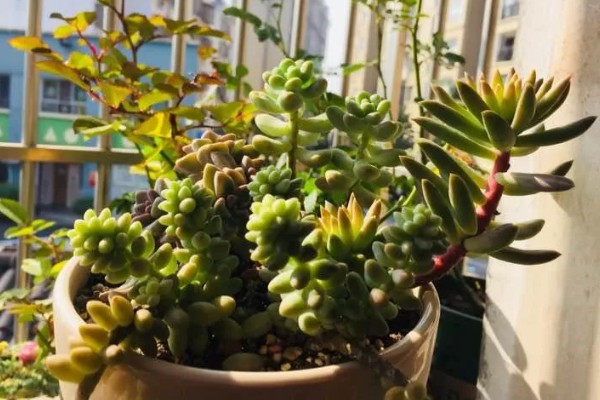 玉缀多肉叶子为什么一碰就掉，可能是栽种土壤板结所致