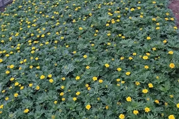 孔雀草怎么种植,上盆后把温度保持在18℃左右