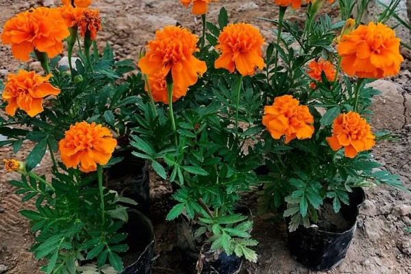 孔雀草怎么种植,上盆后把温度保持在18℃左右