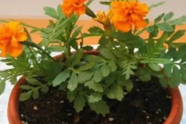 孔雀草怎么种植,上盆后把温度保持在18℃左右