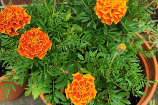 孔雀草怎么种植,上盆后把温度保持在18℃左右