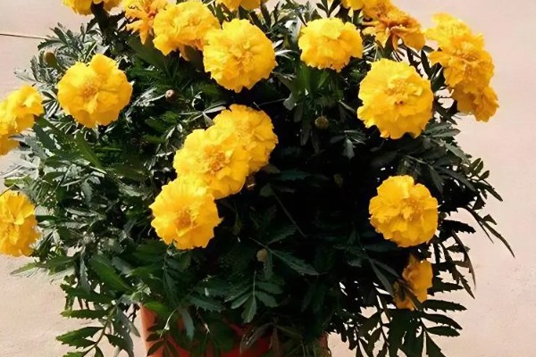 孔雀草怎么种植,上盆后把温度保持在18℃左右