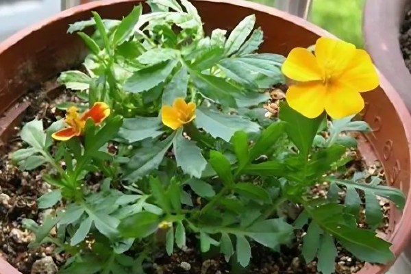 孔雀草怎么种植,上盆后把温度保持在18℃左右