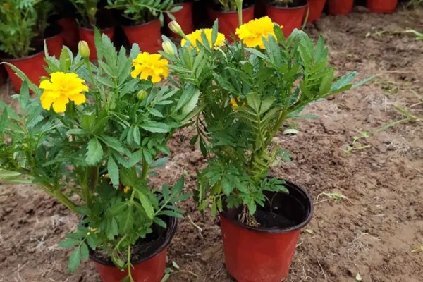 孔雀草怎么种植,上盆后把温度保持在18℃左右