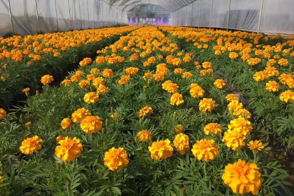 孔雀草怎么种植,上盆后把温度保持在18℃左右