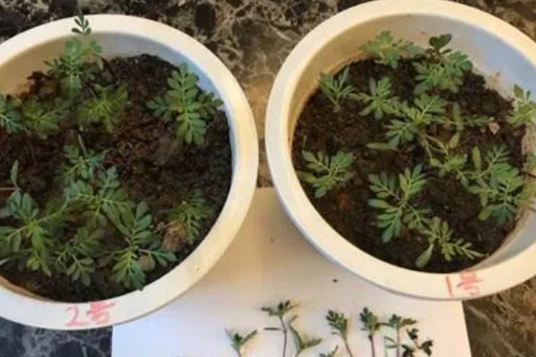 孔雀草怎么种植,上盆后把温度保持在18℃左右
