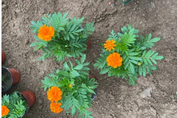 孔雀草怎么种植,上盆后把温度保持在18℃左右