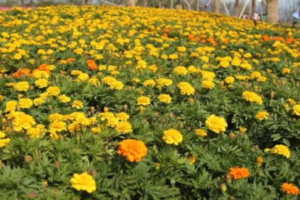 孔雀草怎么种植,上盆后把温度保持在18℃左右