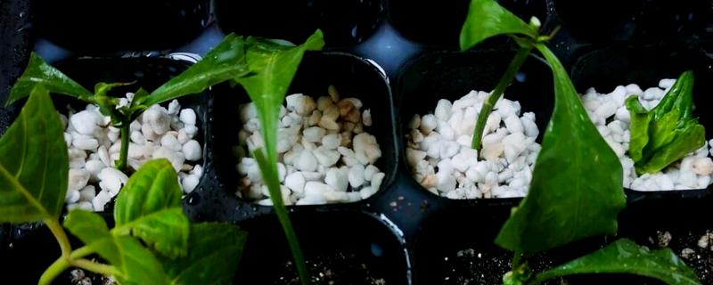 怎么用矿泉水瓶扦插蓝雪花,装填营养土再插入幼苗