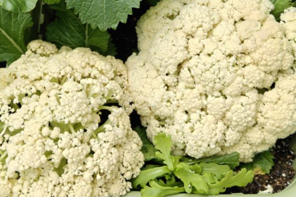 花菜的简介，属于二年生植物