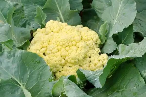 花菜的简介，属于二年生植物