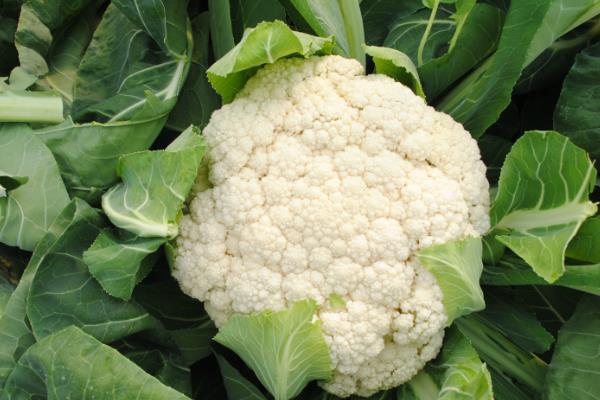 花菜的简介，属于二年生植物