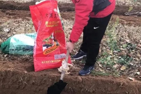 盆栽荷花怎么施肥,花前和花后要追施磷钾肥