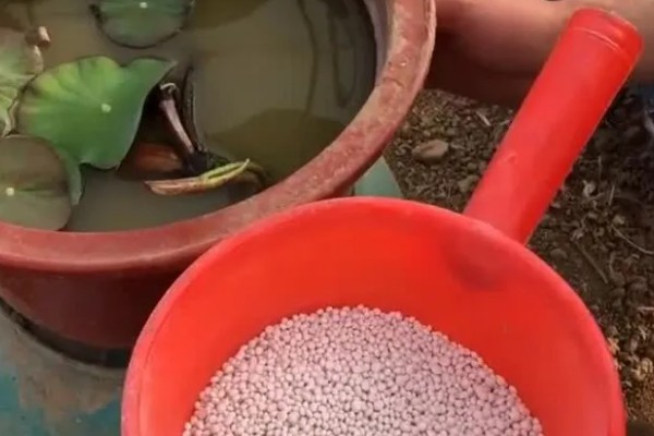 盆栽荷花怎么施肥,花前和花后要追施磷钾肥