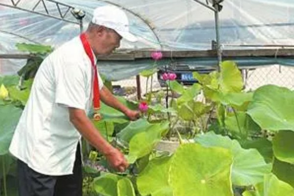 盆栽荷花怎么施肥,花前和花后要追施磷钾肥