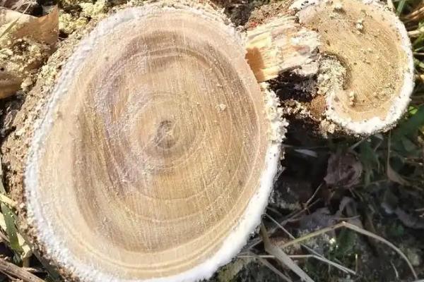 树桩的年轮有疏有密吗，是有疏有密的